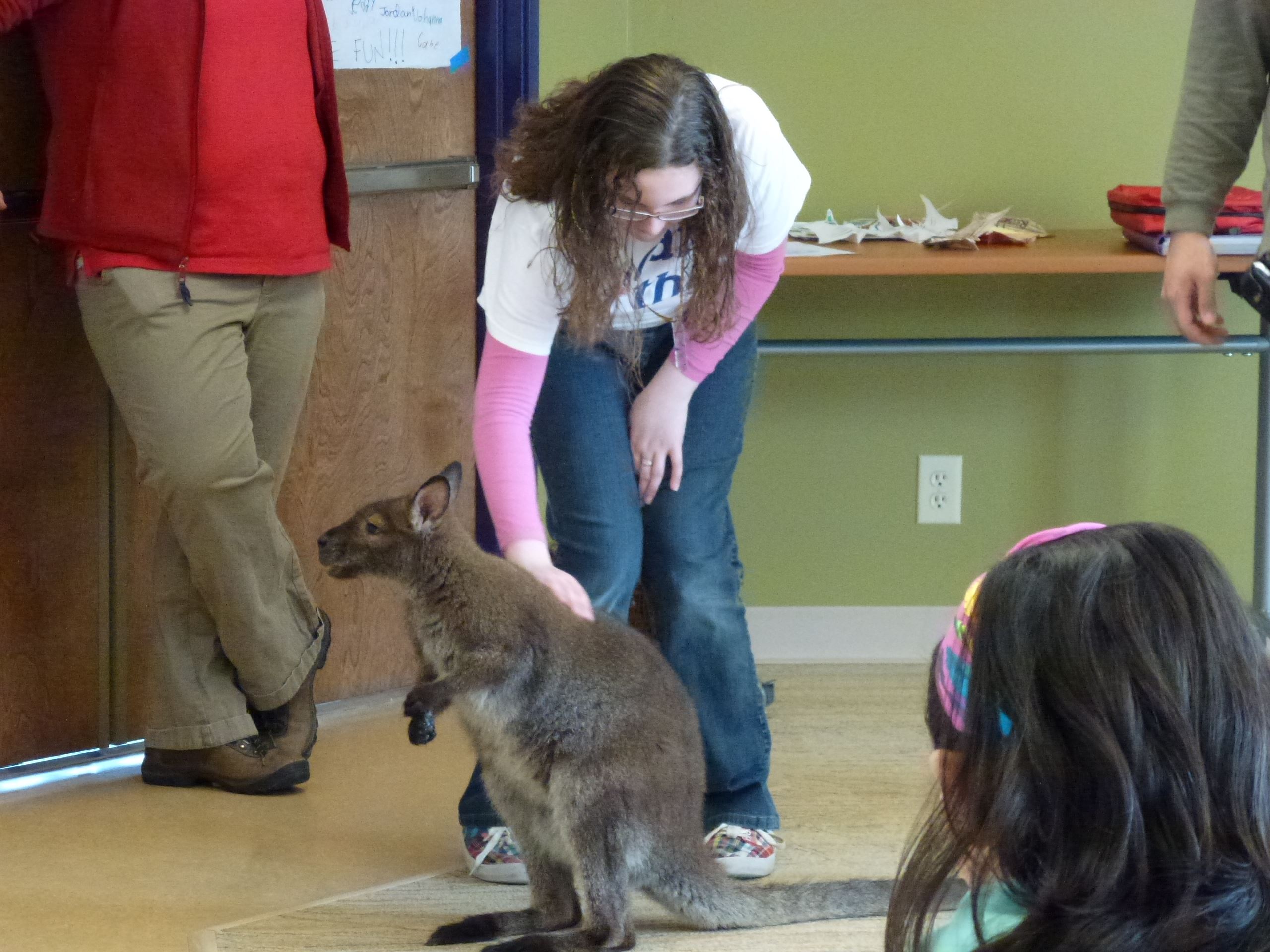 Child gently touches a wallaby on its back during a classroom animal encounter