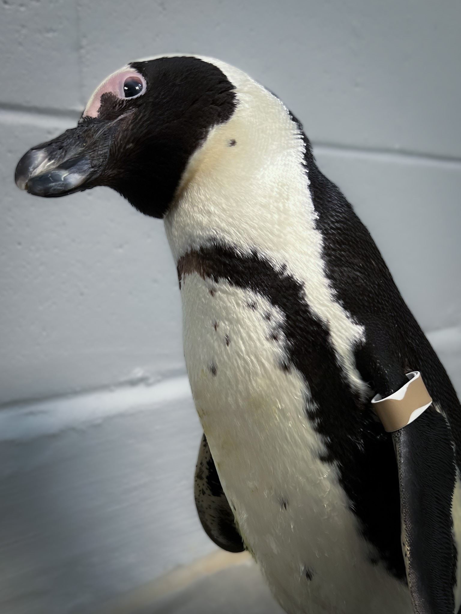 A penguin is looking at the camera with his head tilted to the side