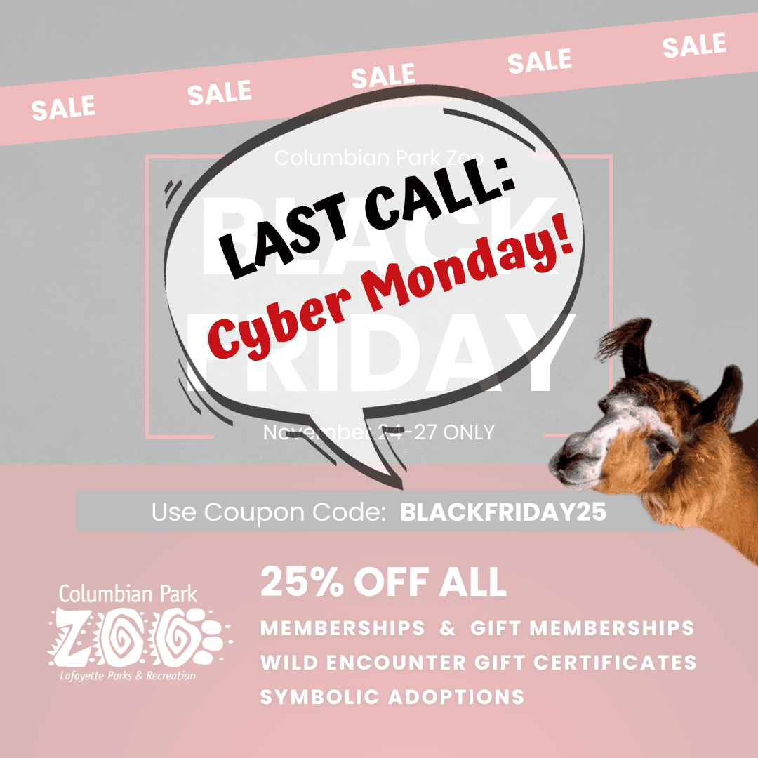 Black And Red Modern Black Friday Instagram Post (2)