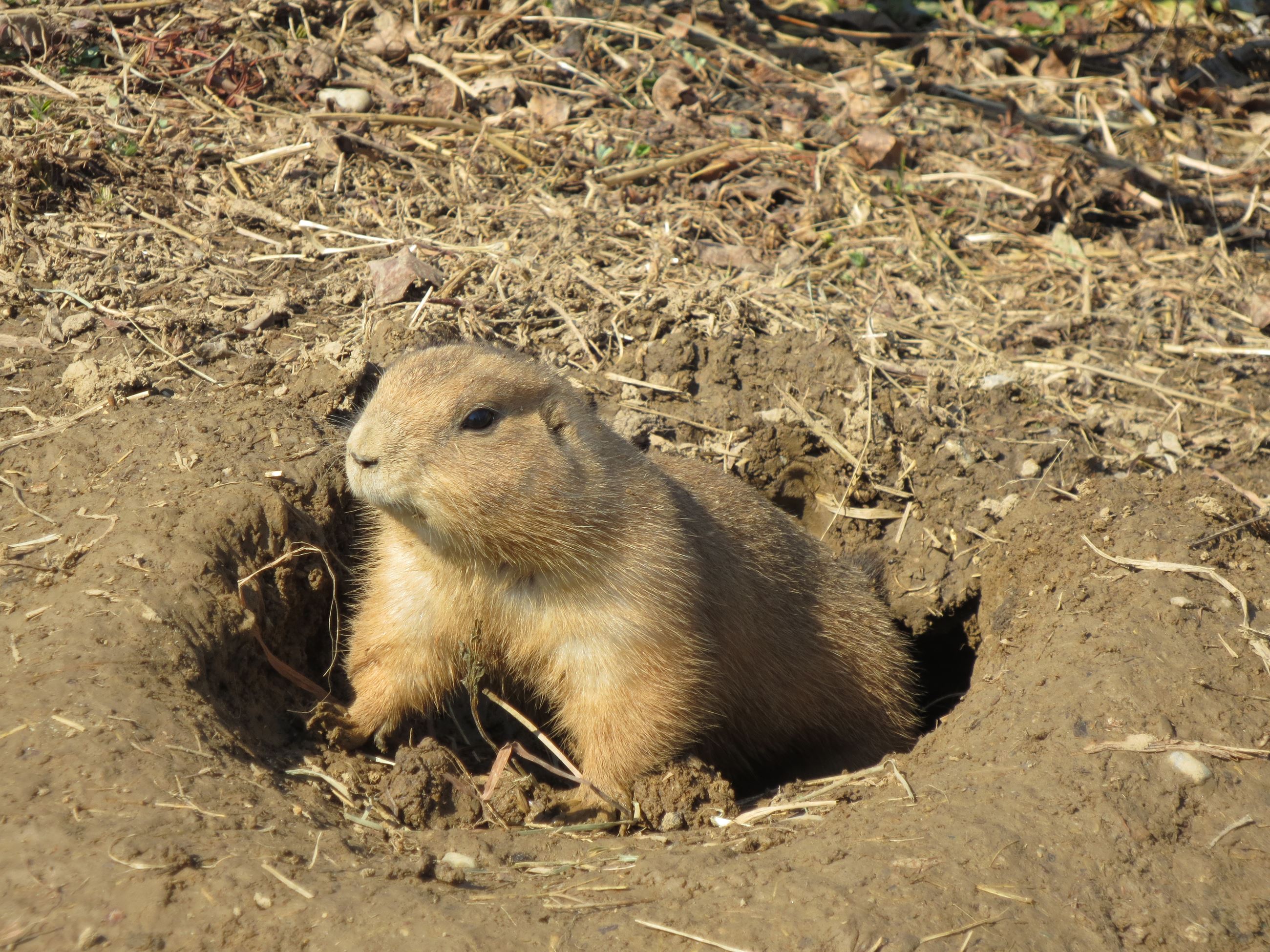 Prairie Dog (1)