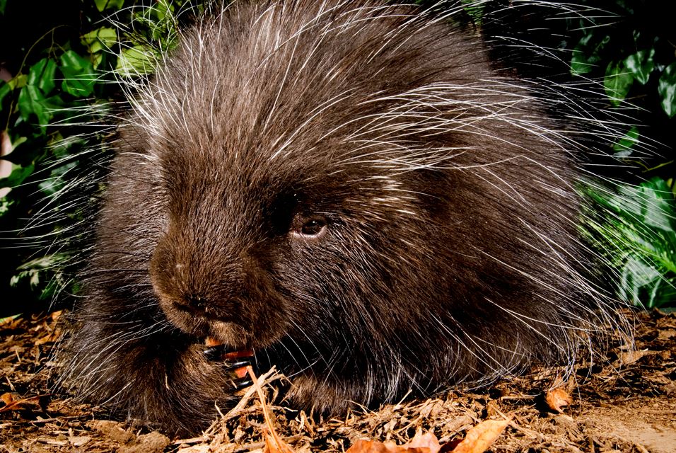 Porcupine B