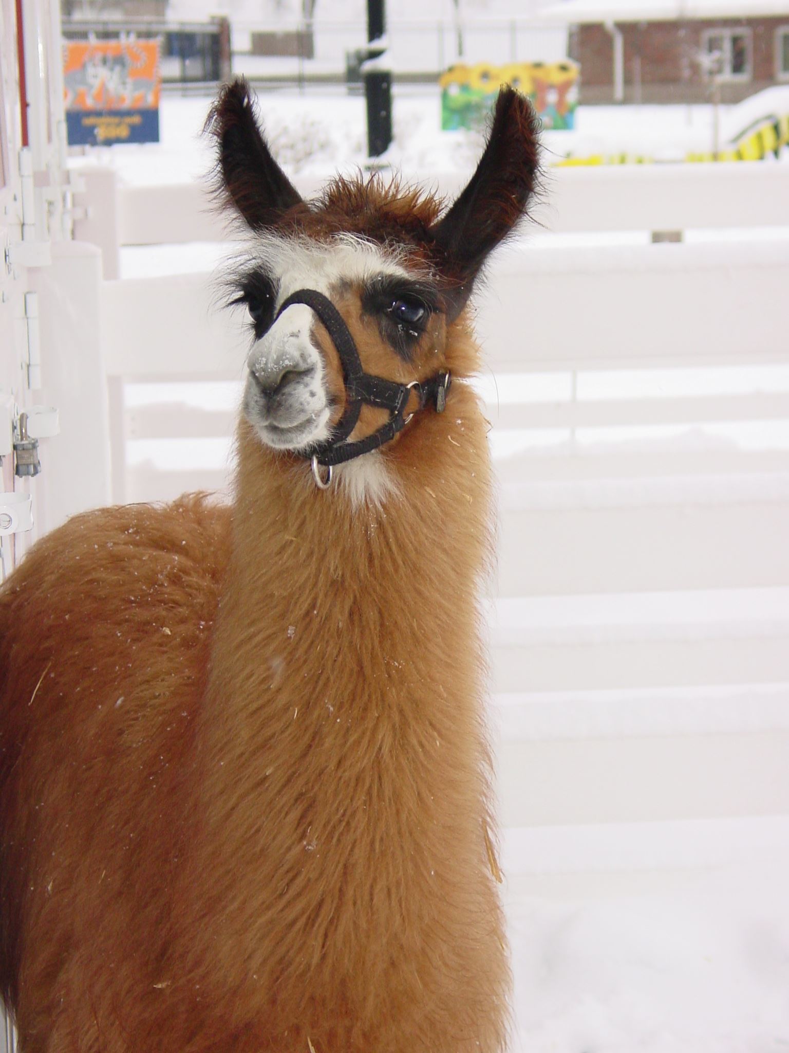 Llama Dec 2007