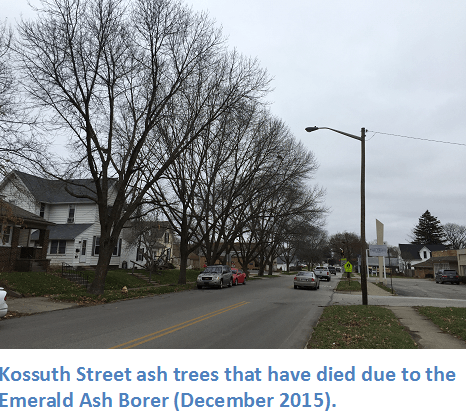 Kossuth Street Ash Trees